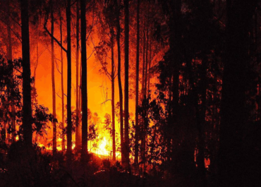 Японии бушует крупнейший за полвека лесной пожар