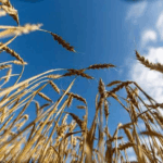 Урожай зерна в РФ в 2025 году станет одним из рекордных в истории