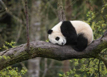 Полвека без панд: как политика разделила Японию и символы дружбы