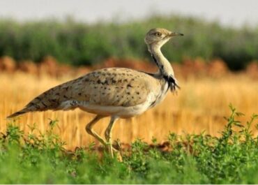 telegram-cloud-photo-size-2-5343720455271026318-y