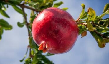 telegram-cloud-photo-size-2-5364159861035306239-x