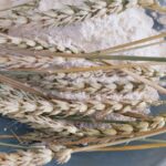 Нехватка зерна в Казахстане подстегнула рост цен и импорт из России