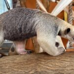 Алматинский зоопарк пополнился экзотическими тамандуа