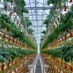 AgronomiaRus: как студент РУДН создаёт агротех-будущее с многоэтажными фермами