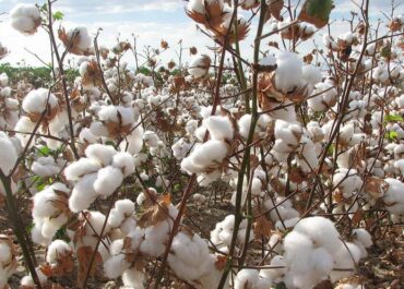 telegram-cloud-photo-size-2-5435897815017130979-y