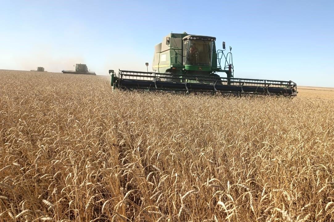 Урожай-2025: Казахстан обновил рекорды по масличным и бобовым культурам
